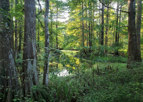 Lush green forest with tall trees surrounding a serene, reflective pond. Sunlight filters through the leaves.