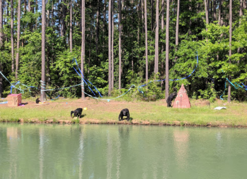 Two chimpanzees near a pond, surrounded by trees and colorful decorations in a natural setting.