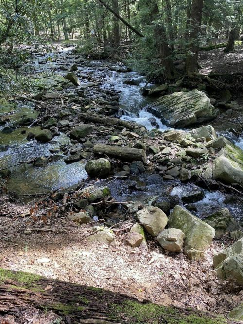 A serene forest stream flows over rocks, surrounded by lush greenery and trees in a peaceful natural setting.