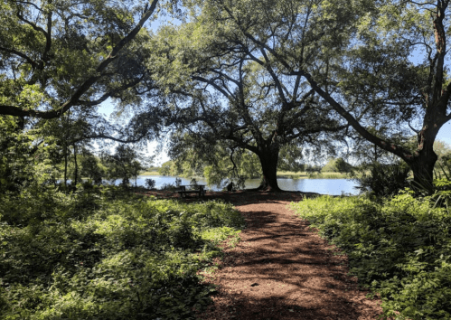 A serene path through lush greenery leads to a calm lake, framed by large trees under a clear blue sky.