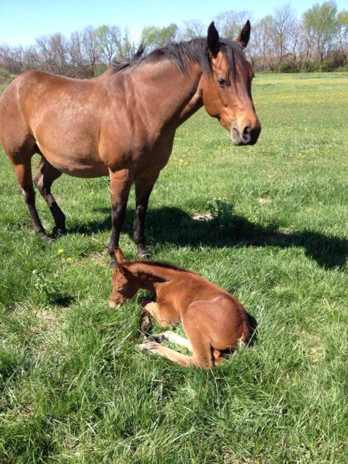 A brown horse stands beside a lying foal in a grassy field with trees in the background.