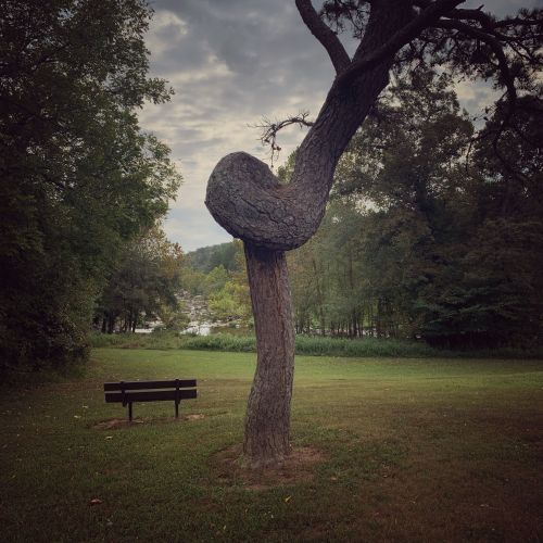 A unique tree with a twisted trunk stands beside a bench in a serene park setting, surrounded by greenery.