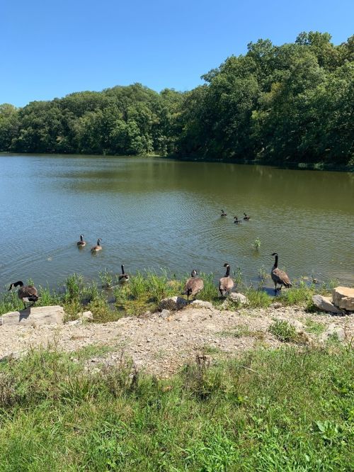 A serene lake scene with several ducks and geese near the shore, surrounded by lush greenery and clear blue skies.