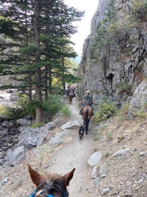 A group of horseback riders and a dog navigate a rocky trail surrounded by trees and mountains.