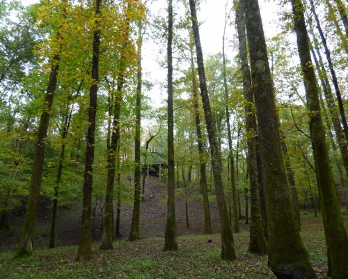 A serene forest scene with tall trees and autumn leaves, revealing a small structure in the background.
