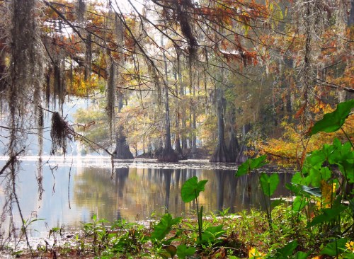 A serene lake scene with cypress trees and autumn foliage reflecting in the water, surrounded by lush green plants.