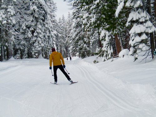 A skier in a yellow jacket glides along a snowy trail surrounded by tall, snow-covered trees.