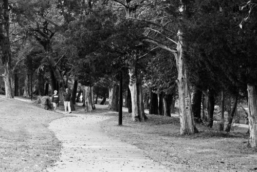 A winding path through a park lined with trees, with two people walking in the distance. The image is in black and white.