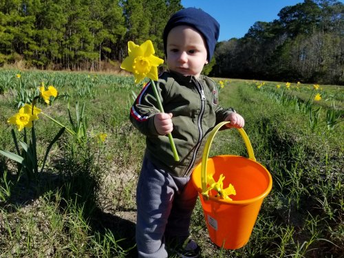 A young child in a green jacket and blue hat holds a yellow daffodil while standing in a field of flowers with a bucket.