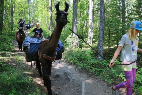 A group of people hiking in a forest, leading llamas with packs along a dirt trail surrounded by greenery.