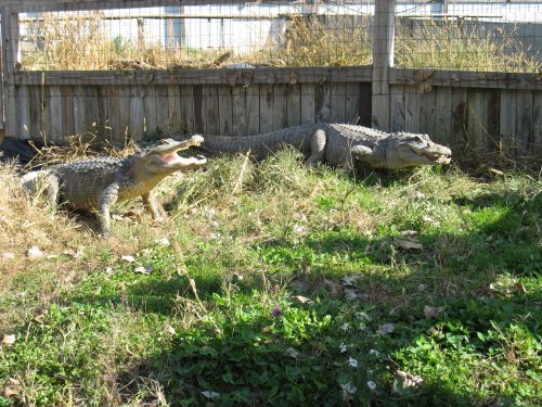 Two crocodiles with open mouths resting on grassy ground near a wooden fence.