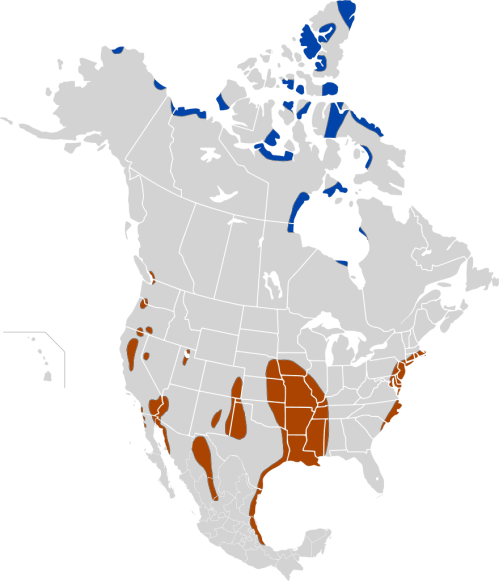 Map of North America showing regions in blue, brown, and gray, indicating different ecological zones or species distributions.