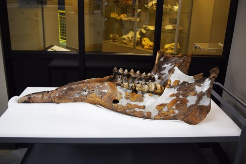 Fossilized skull of a prehistoric creature displayed on a table, with visible teeth and intricate details.