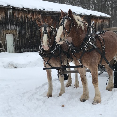 Two draft horses in harness stand in the snow near a rustic barn, with a winter landscape in the background.
