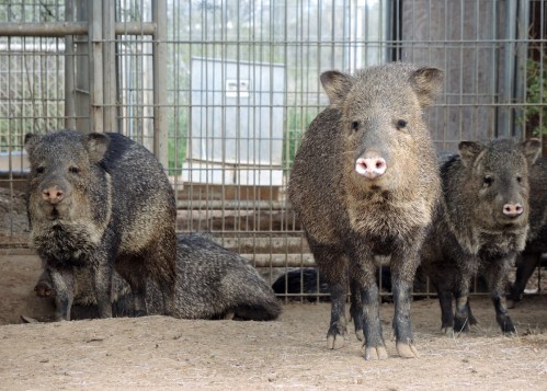 Four javelinas stand in a pen, with two in the foreground and two in the background, surrounded by dirt and fencing.