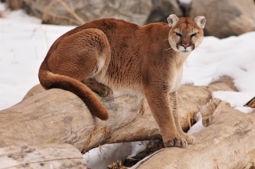 A mountain lion sits on a log in a snowy landscape, looking calmly at the camera.