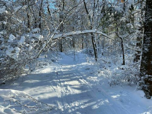 A snowy forest path surrounded by trees, with sunlight filtering through the branches.