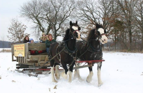 A horse-drawn sleigh carries a group of people through a snowy landscape, surrounded by trees.