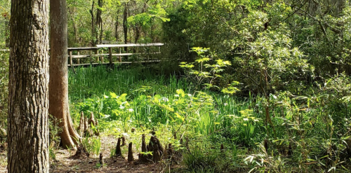 Lush green vegetation surrounds a wooden walkway in a serene forest setting. Sunlight filters through the trees.