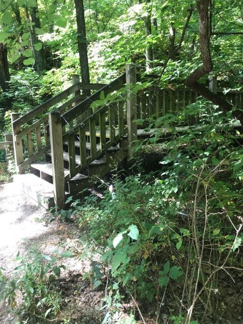 A wooden staircase leads through lush greenery in a forested area. Sunlight filters through the trees.
