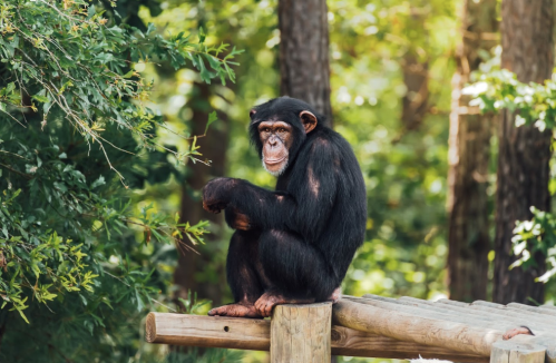 A chimpanzee sitting on a wooden structure, surrounded by lush green trees in a natural setting.