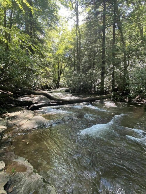 A serene river flows through a lush forest, with sunlight filtering through the trees and a fallen log across the water.