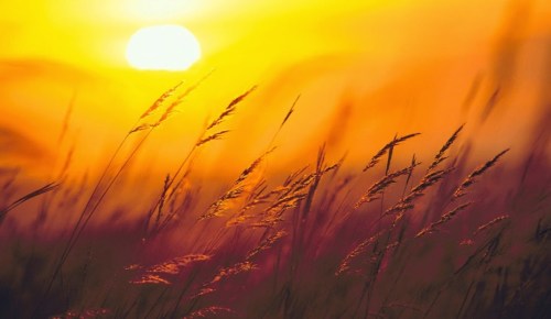 Golden sunlight filters through tall grass, creating a warm, serene atmosphere at sunset.