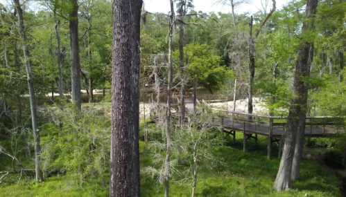 A wooden walkway through a lush green forest with tall trees and dense foliage.