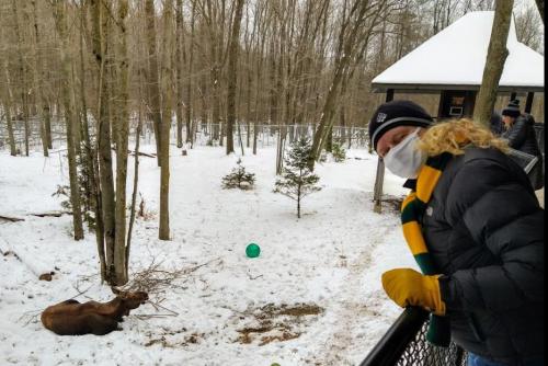 A person in a winter coat and scarf leans over a fence, observing a moose resting in a snowy forested area.