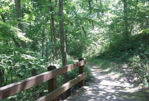A serene forest path with lush green trees and a wooden bridge, inviting exploration in nature.