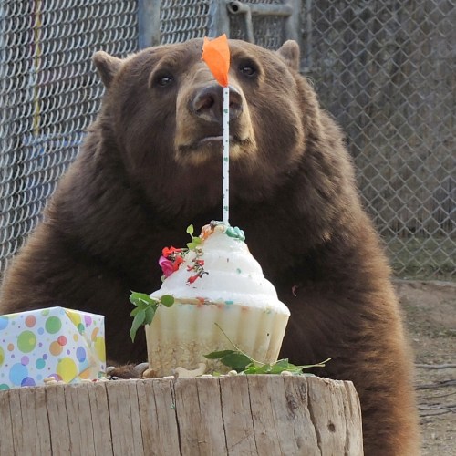 A bear sits beside a large cupcake decorated with flowers and a colorful candle, with a gift box nearby.