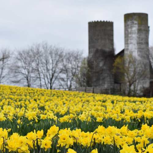 A field of vibrant yellow daffodils in front of two stone towers and bare trees under a cloudy sky.