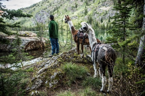 A person stands by a lake, accompanied by two llamas, surrounded by lush greenery and mountains.