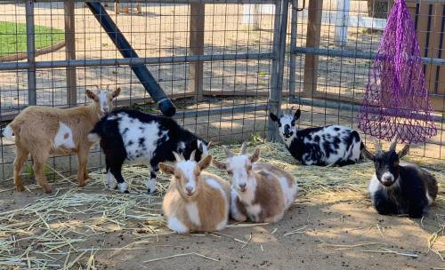 A group of goats of various colors resting in a pen with straw on the ground and a purple hay net hanging nearby.
