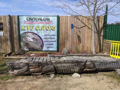 A wooden alligator sculpture in front of a sign for Critchlow Alligator Sanctuary, featuring live gators and programs.