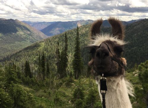 A close-up of a llama in the foreground with a mountainous landscape and cloudy sky in the background.