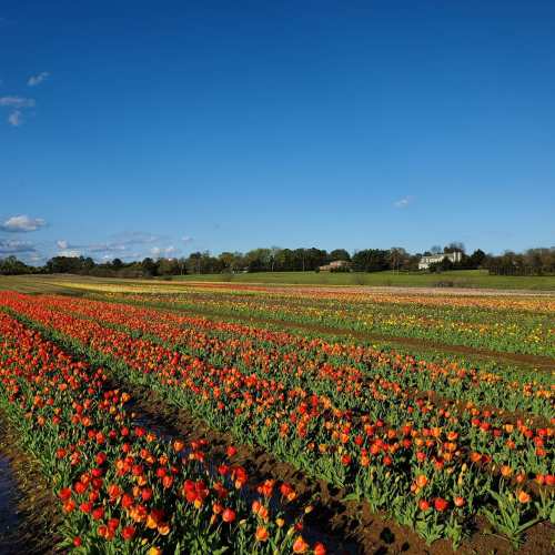 A vibrant field of blooming tulips in various colors under a clear blue sky.
