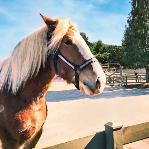 A close-up of a horse with a flowing mane, standing near a wooden fence against a sunny background.