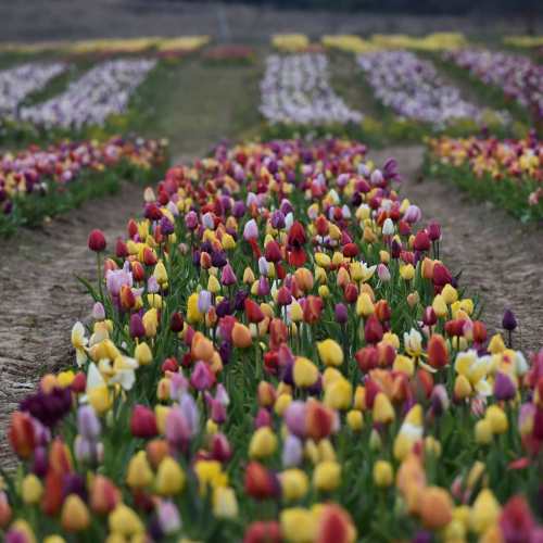 A vibrant field of blooming tulips in various colors, arranged in neat rows under a cloudy sky.