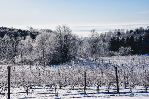 A snowy vineyard landscape with frosted trees under a clear blue sky.