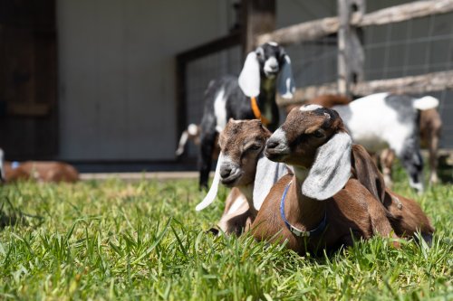 Two young goats resting on green grass, with other goats in the background near a wooden fence.