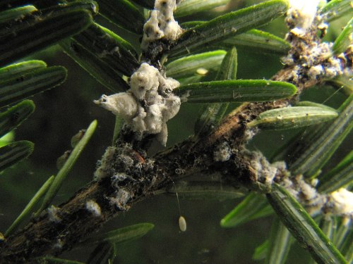 Close-up of a plant branch with white, cotton-like growths and green needle-like leaves.