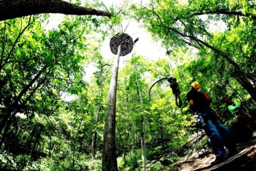 A person in climbing gear stands near a tall tree in a lush forest, preparing for an ascent to a platform above.