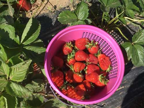 A pink basket filled with ripe strawberries, surrounded by green strawberry plants.