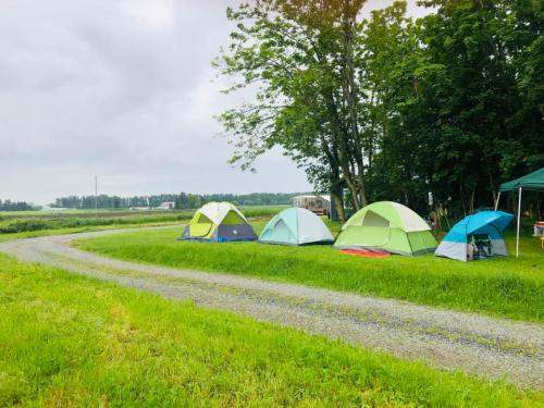 A row of colorful tents set up on a grassy area beside a gravel path, surrounded by trees and open fields.