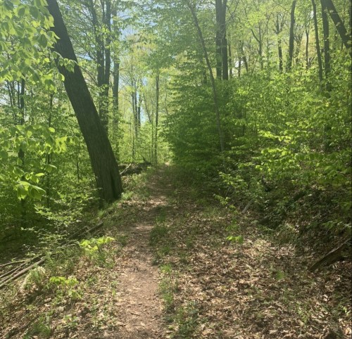 A narrow dirt path winds through a lush green forest, surrounded by vibrant trees and foliage.