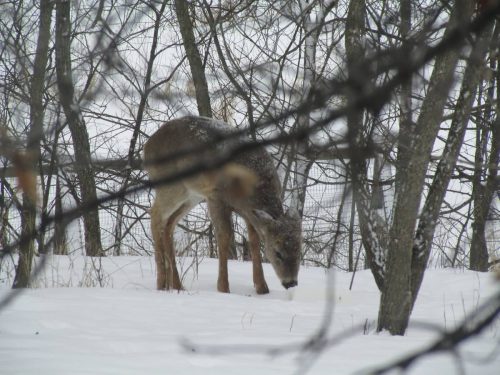 A deer forages in the snow among trees, with branches framing the scene.