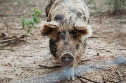 A close-up of a pig walking towards the camera on a dirt path, surrounded by sparse vegetation.