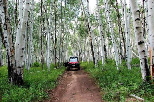 A vehicle drives along a dirt path through a dense forest of tall, white-barked trees and lush green undergrowth.