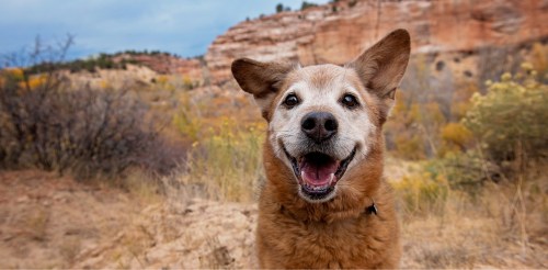 A happy brown dog with a big smile stands in a scenic outdoor landscape with rocky cliffs and autumn foliage.